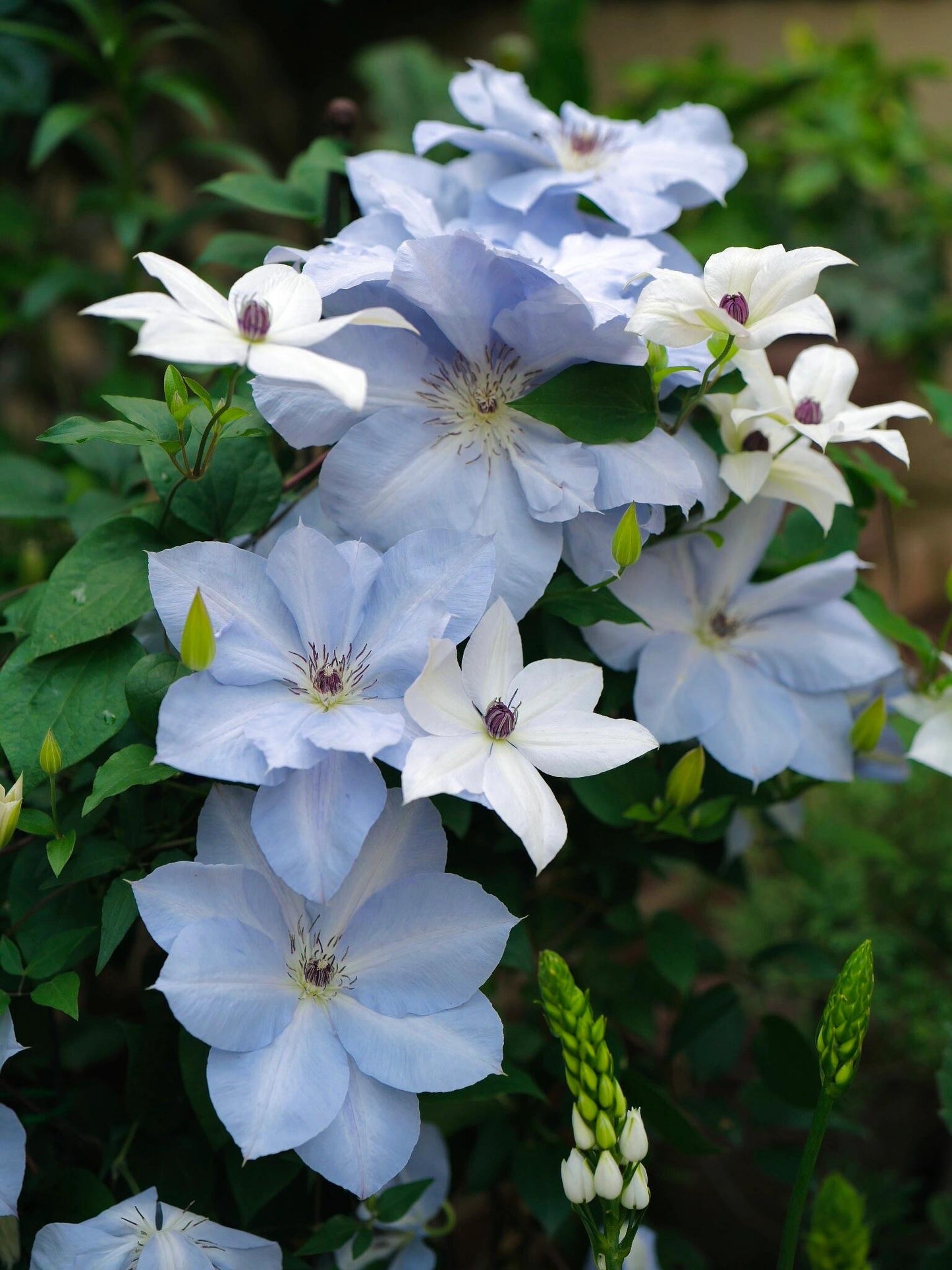 Clematis ‘’Blue Cotillion|蓝色龙沙舞‘’