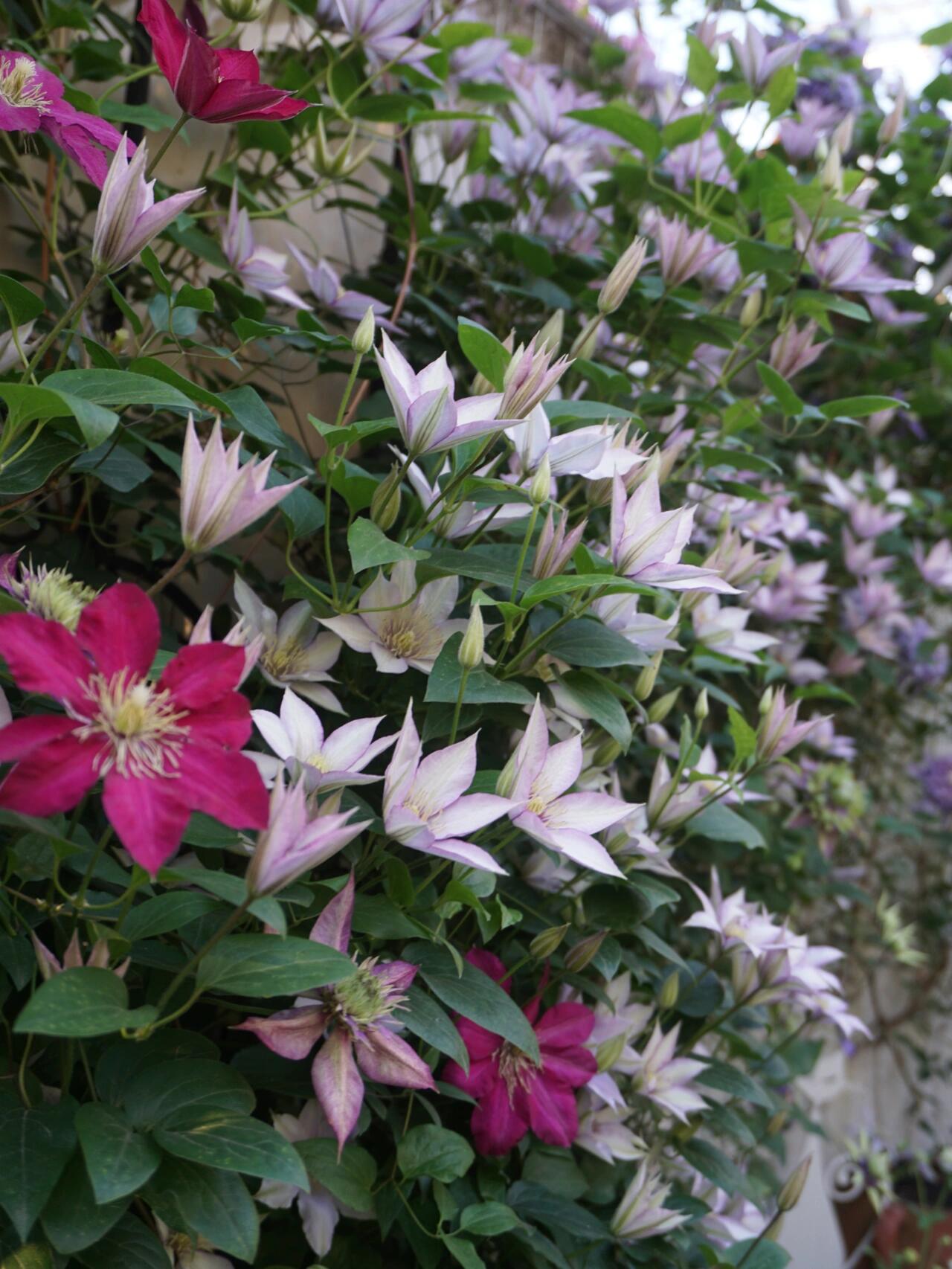 Clematis ‘’Samaritan Jo| 撒马利亚乔‘’