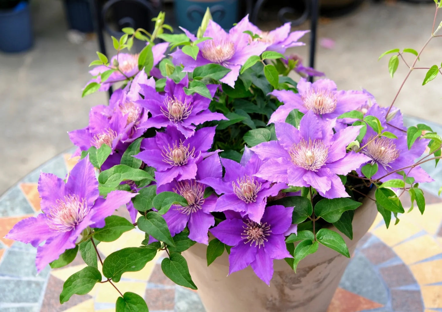 Clematis ‘Bijoul | Evipo030'| 啤酒