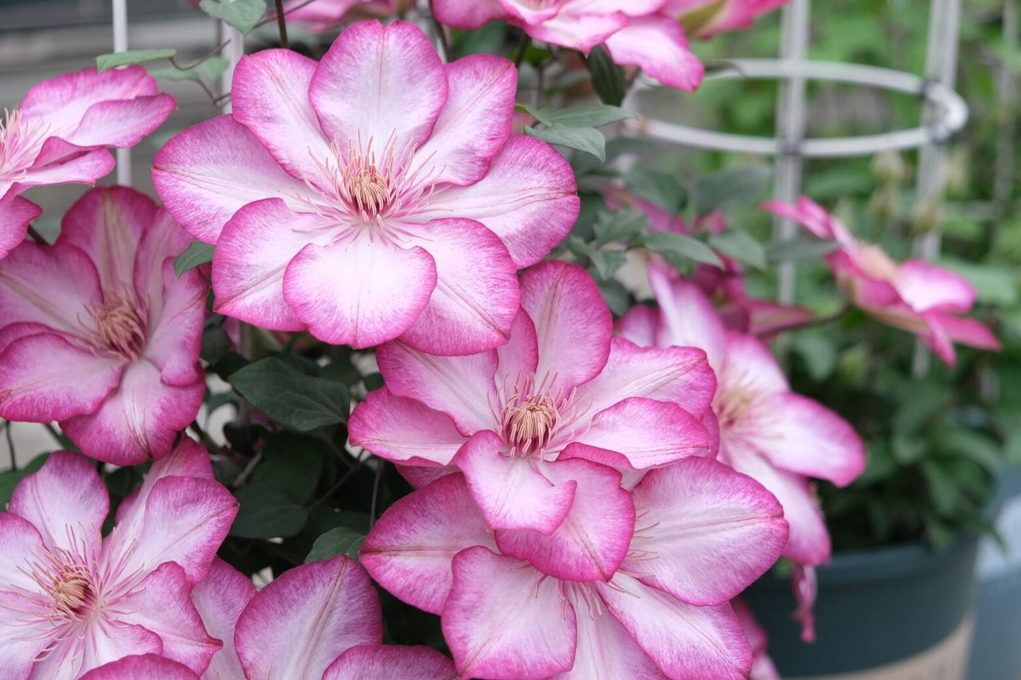 Clematis ‘’Liberty|解放‘’