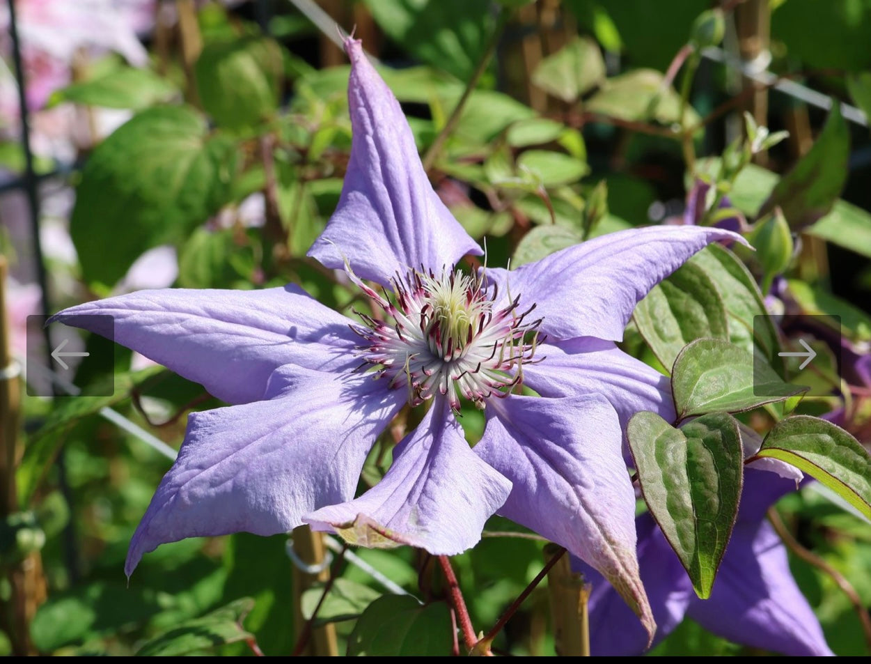 Clematis ‘’Matsuri Daiko|祭り太鼓 | 花太鼓‘’