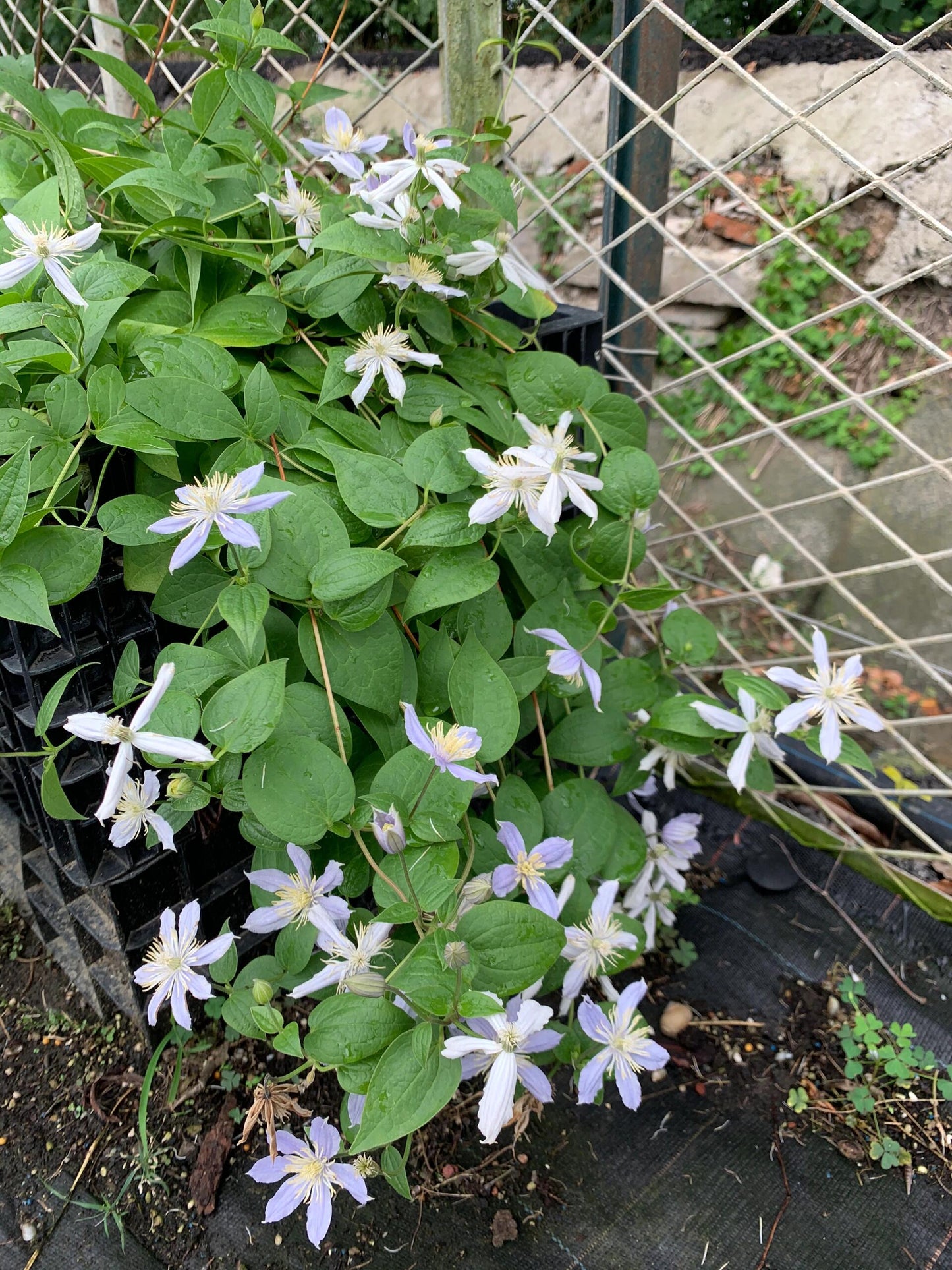 Clematis ‘’Milky Way|银河系‘’