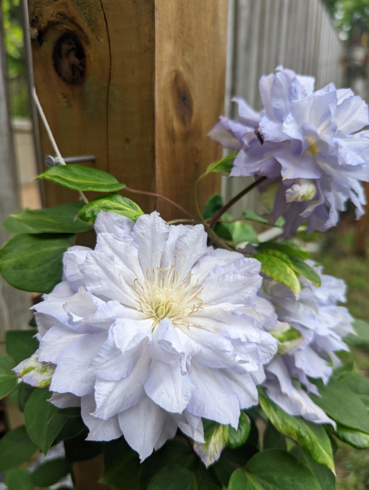 Clematis ‘’Diamond Bal| 钻石球‘’