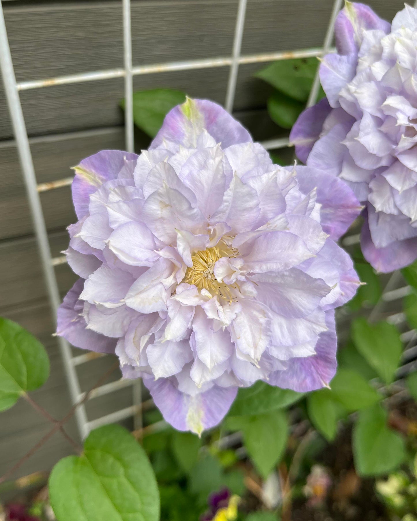 Clematis ‘’Veronica's choice|维罗妮卡的选择‘’