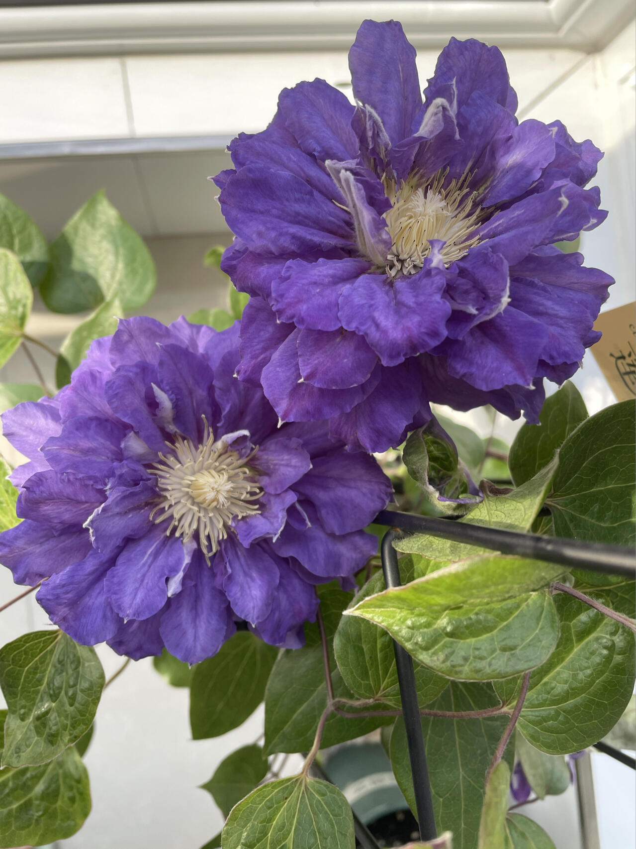 Clematis ‘’Kiri Te Kanawa|- LivePlant|卡瓦娜‘’