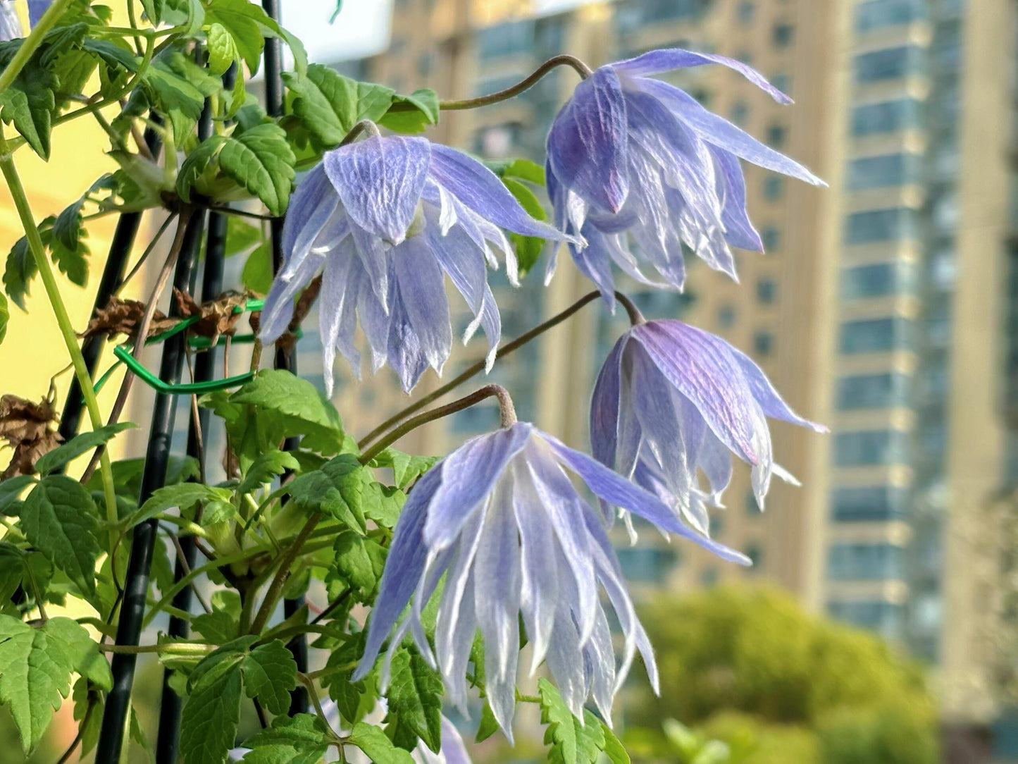 Clematis ‘’Maidwell Hall|梅德维尔‘’