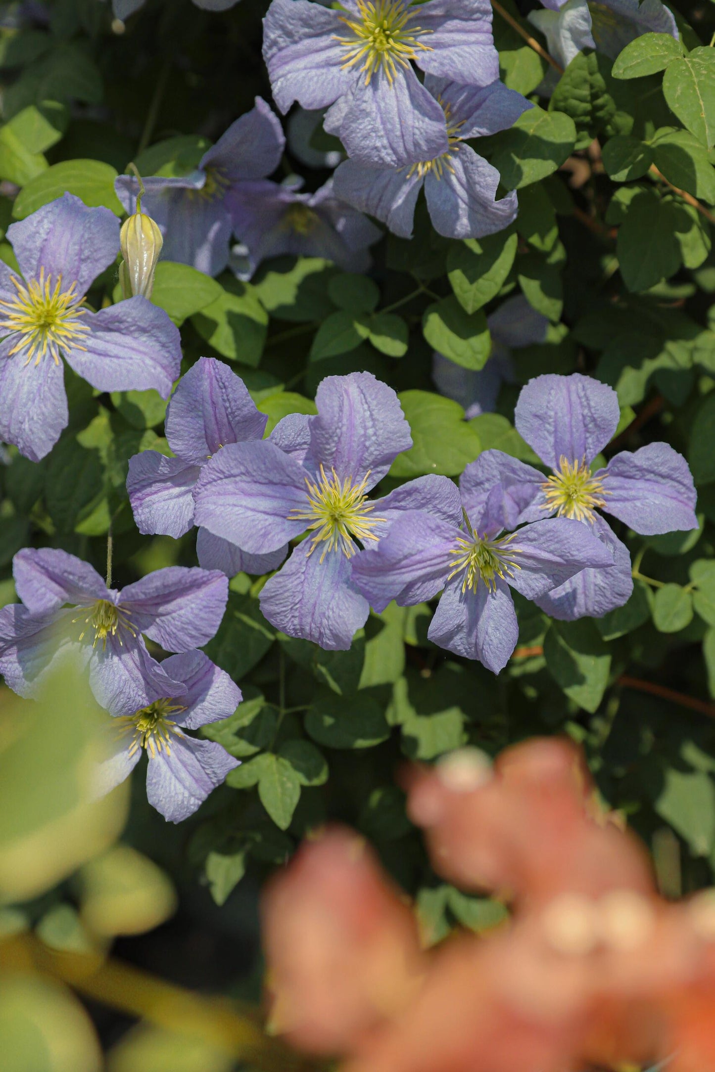 Clematis ‘’Emilia Plater|艾米丽花盘‘’