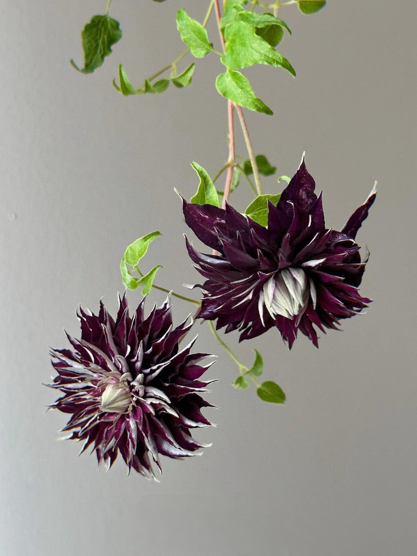 Clematis ''Shishimaru | ししまる| 紫子丸''