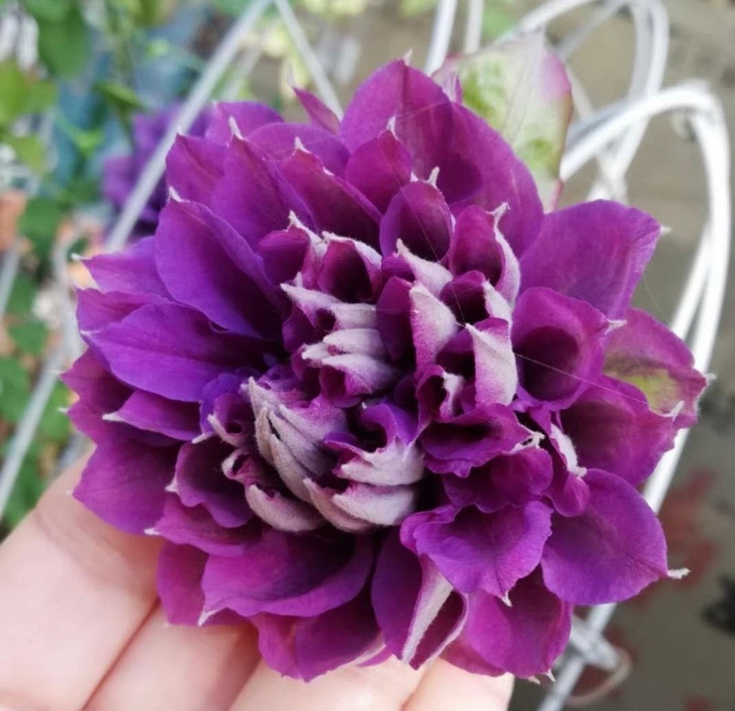 Clematis ‘’ShiShinDen|ししんでん | 紫宸殿‘’