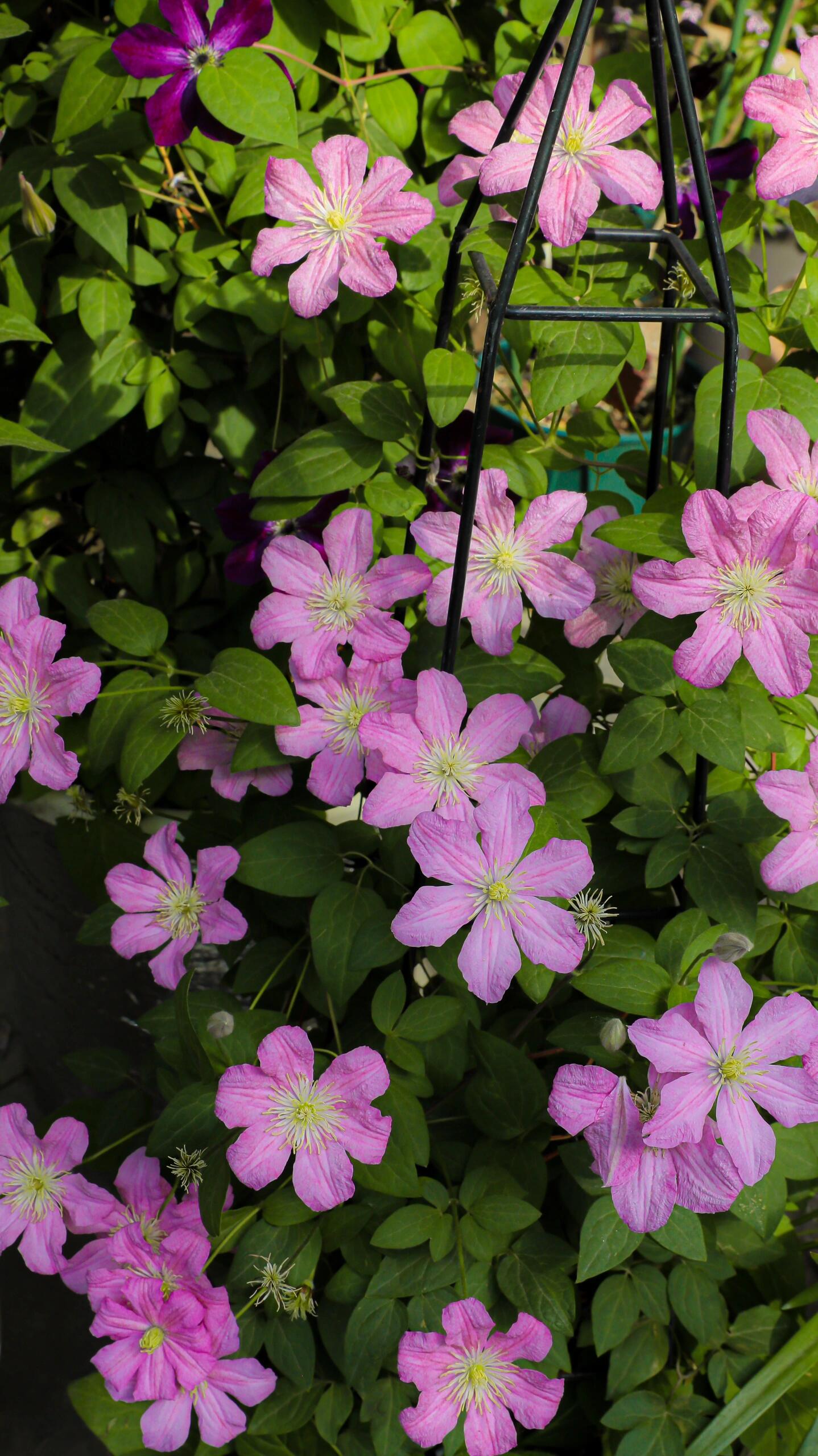 Clematis ‘’Comtesse de Bouchaud| 包查德 女侯爵‘’
