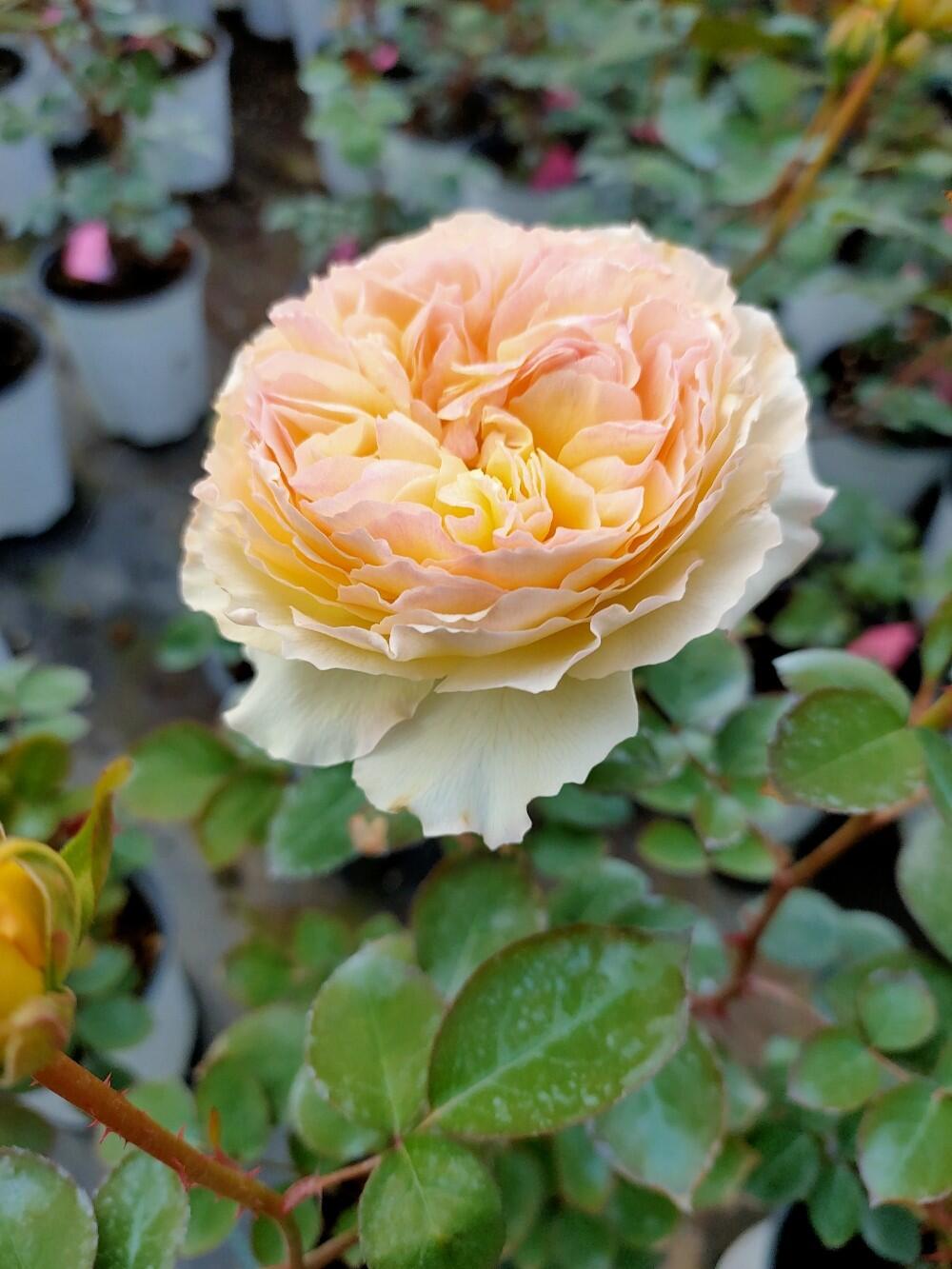 Rose ’ Kagelou| カゲロウ | 阳炎/蜉蝣 - New varieties 2020