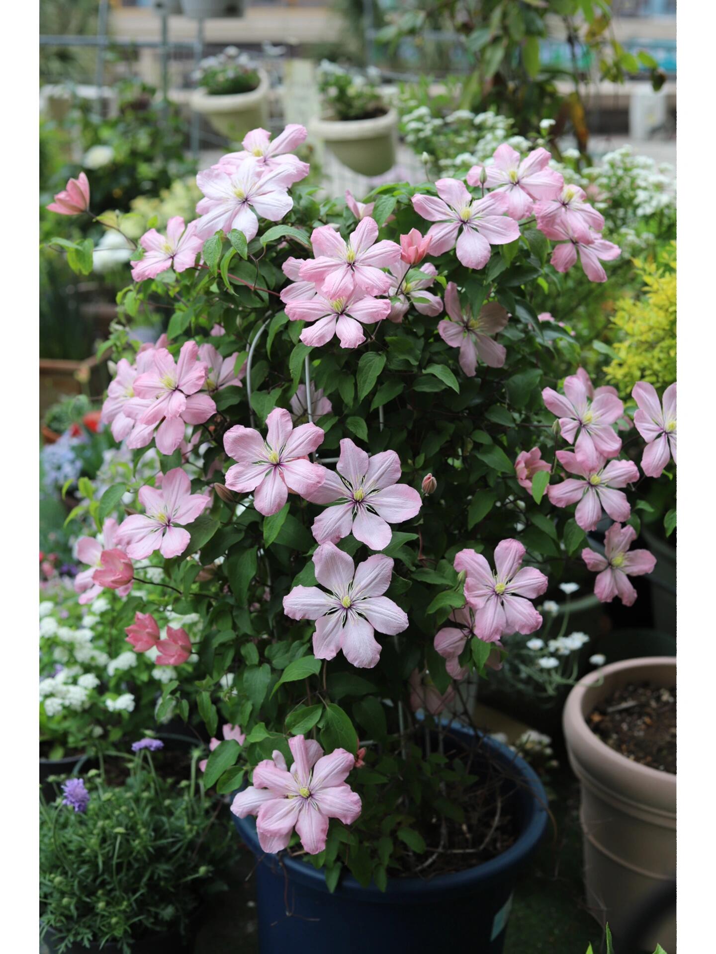 Clematis ‘’Ai-nor|爱诺露‘’