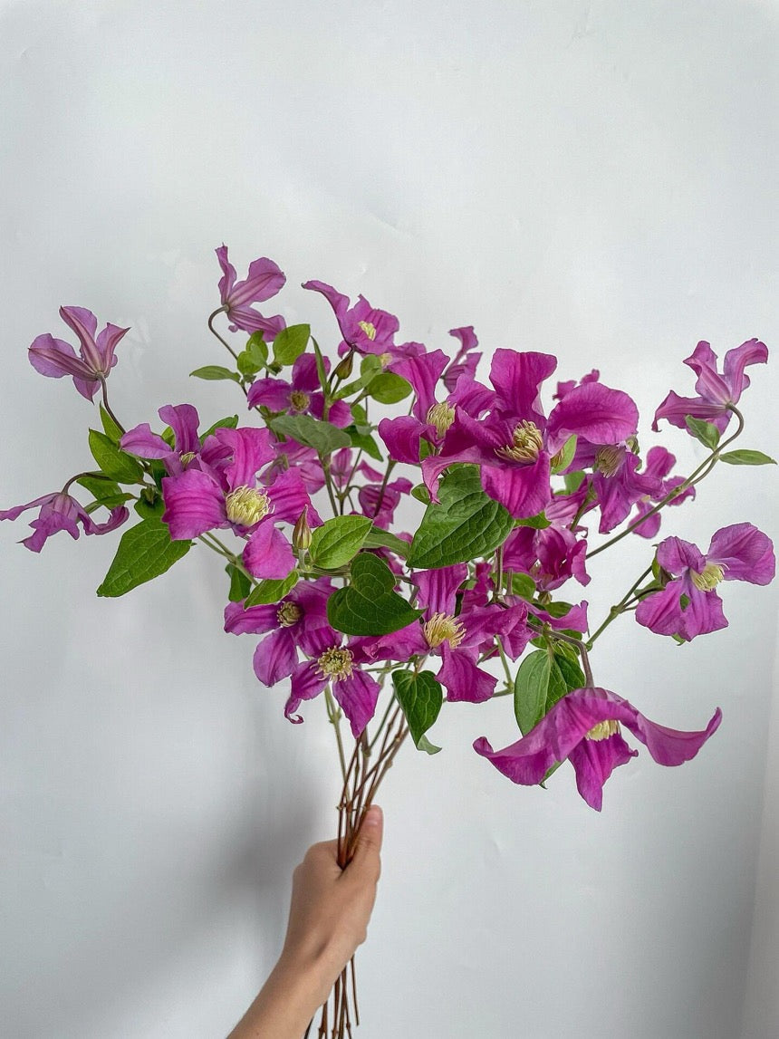 Clematis ‘’Inspiration|灵感‘’