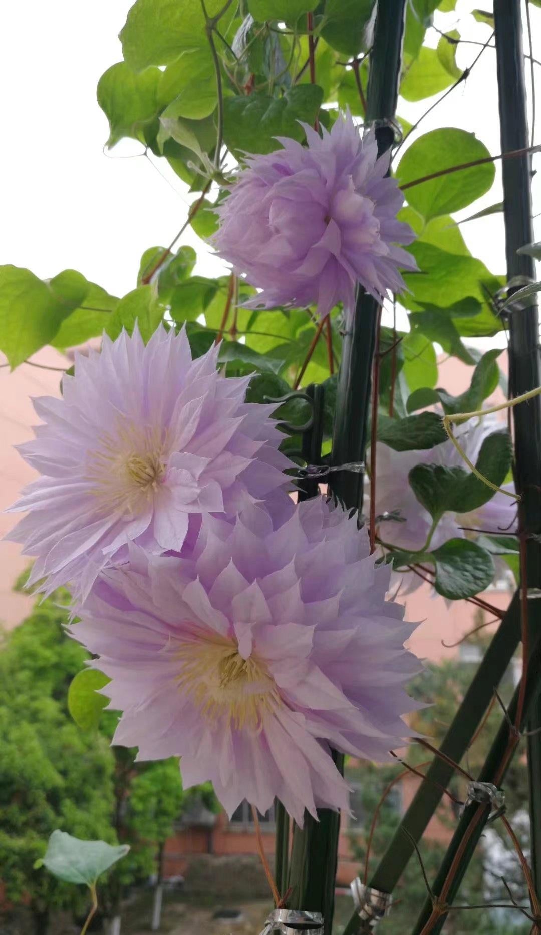 Clematis ‘’Belle of Woking|ベルオブウォーキング| 沃金美女‘’