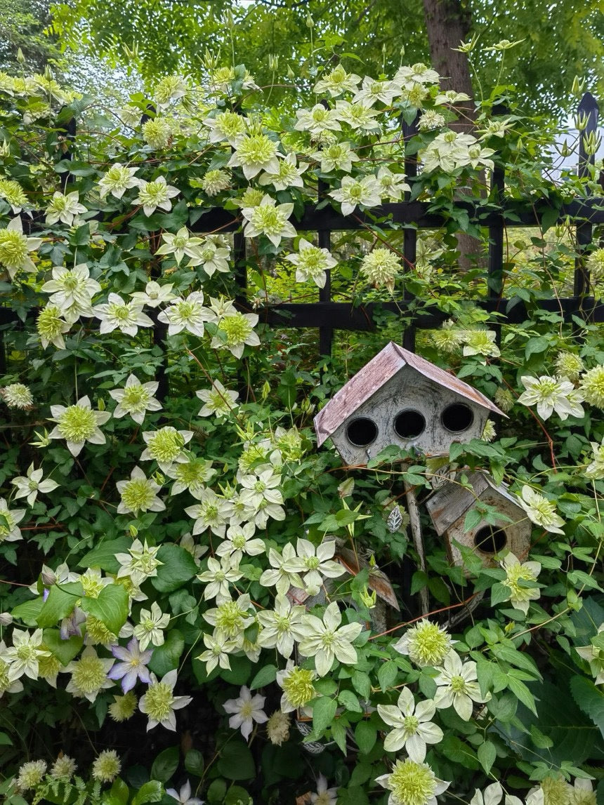 Clematis ''Alba Plenal | 白万重''-小绿| 绿玉