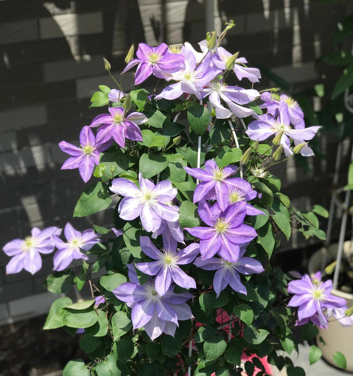 Clematis ''Chameleon |变色龙''