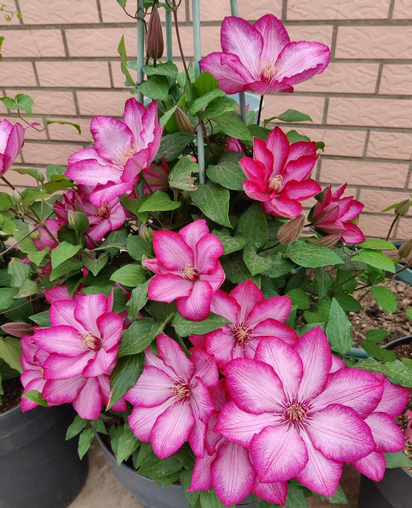 Clematis ‘’Liberty|解放‘’