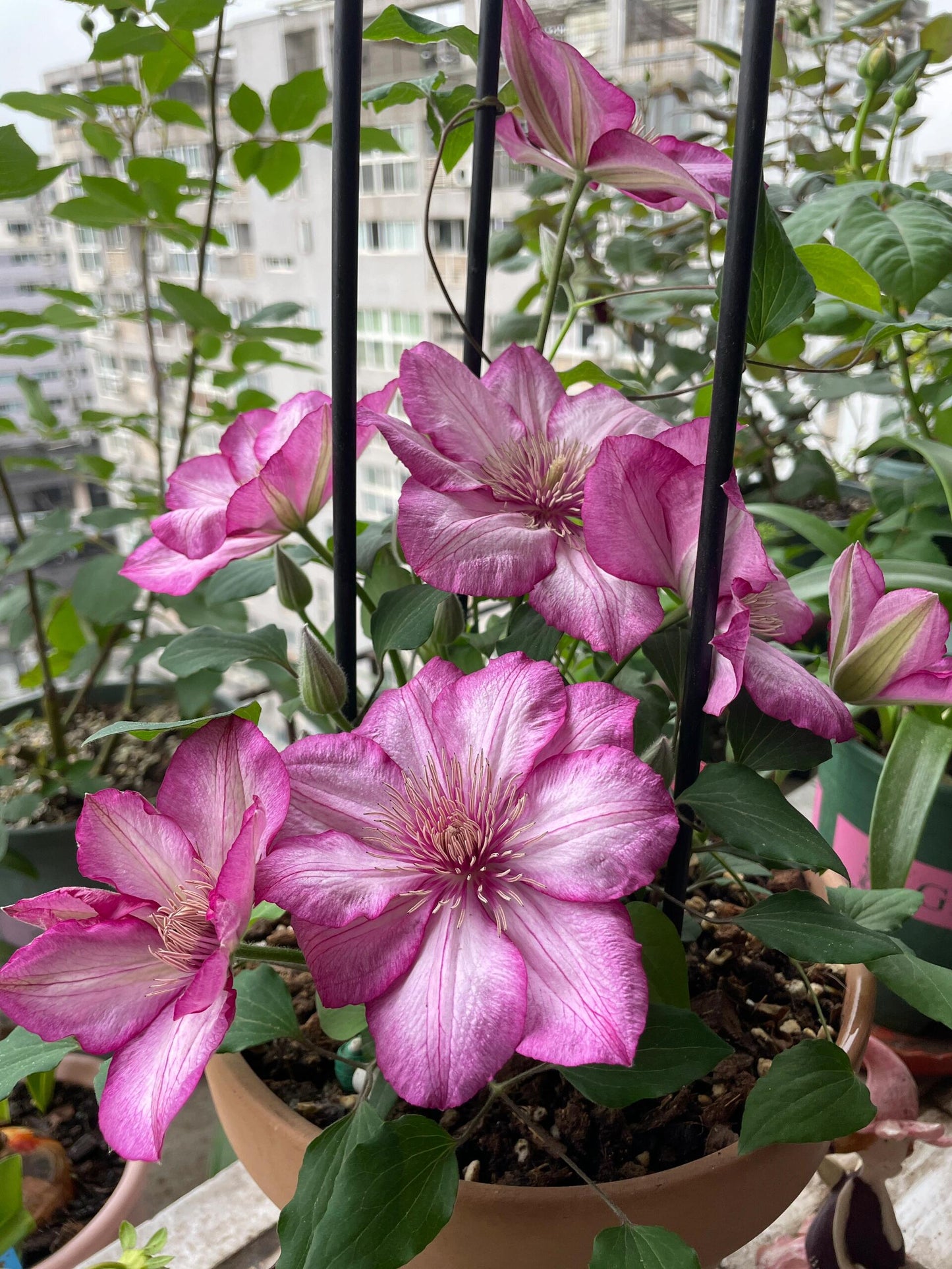 Clematis ‘’Liberty|解放‘’