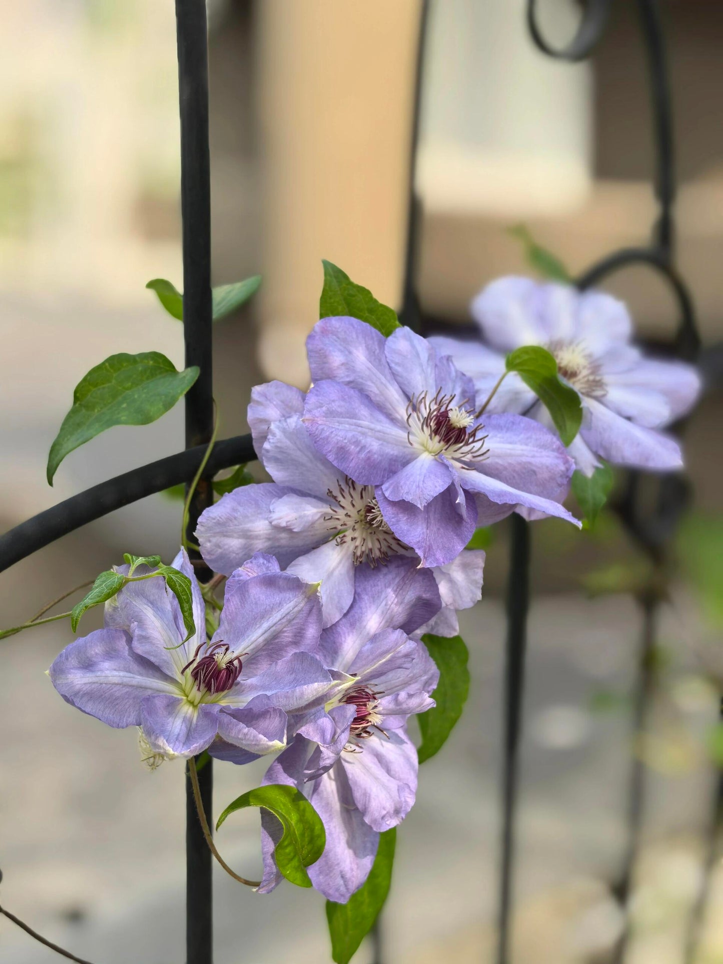 Clematis ‘’Blue Cotillion|蓝色龙沙舞‘’