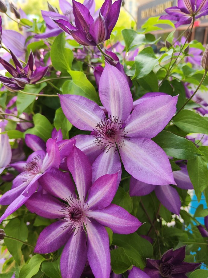Clematis ‘’Lizard|トカゲ |蜥蜴 ‘’