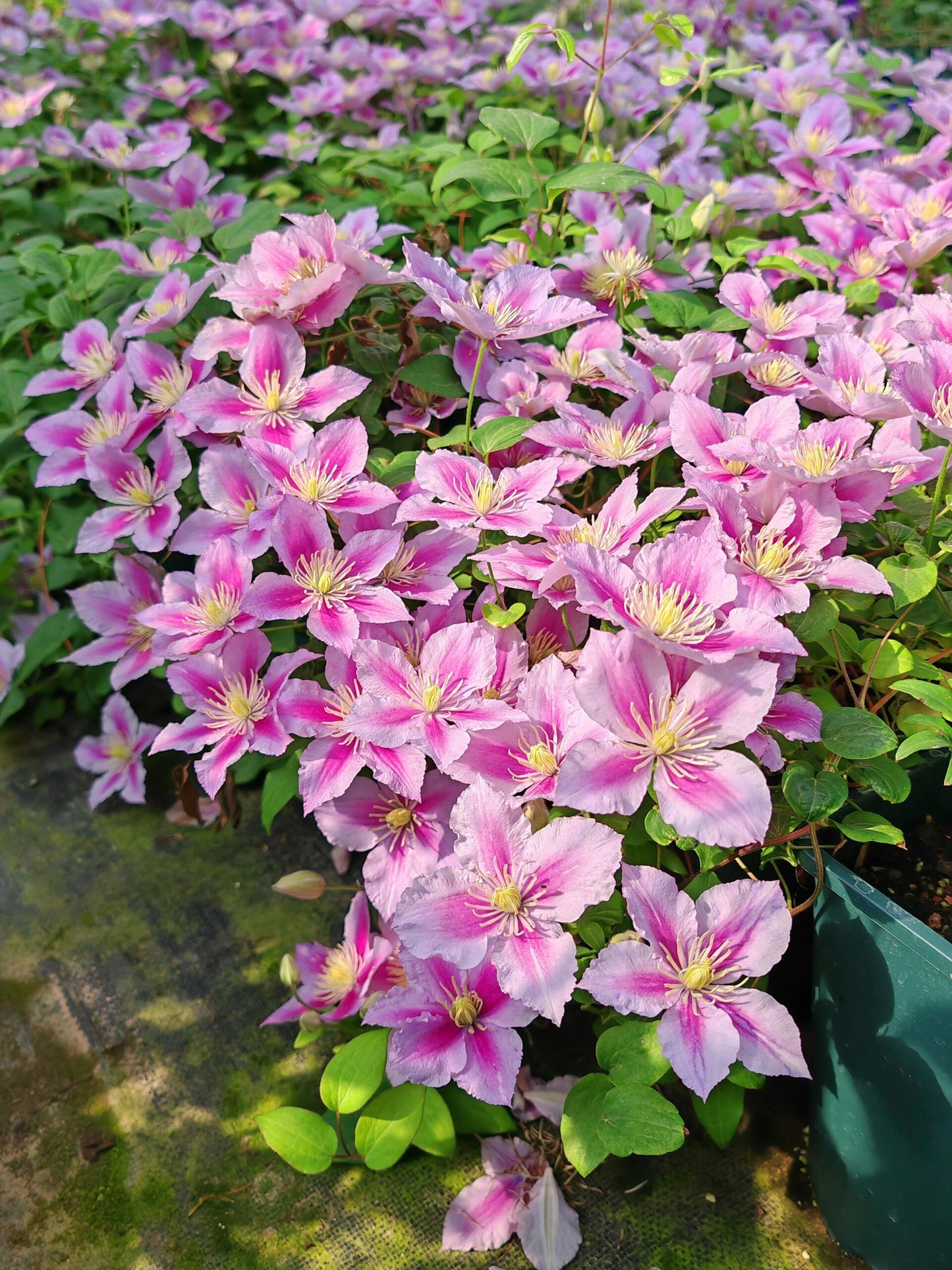 Clematis ‘’Piilu|小鸭‘’