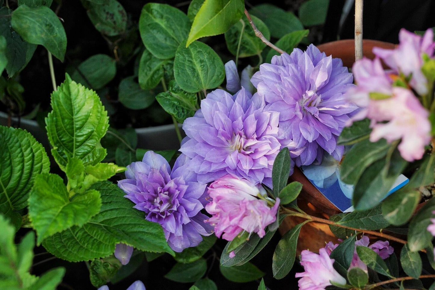 Clematis ‘’Diamond Bal| 钻石球‘’