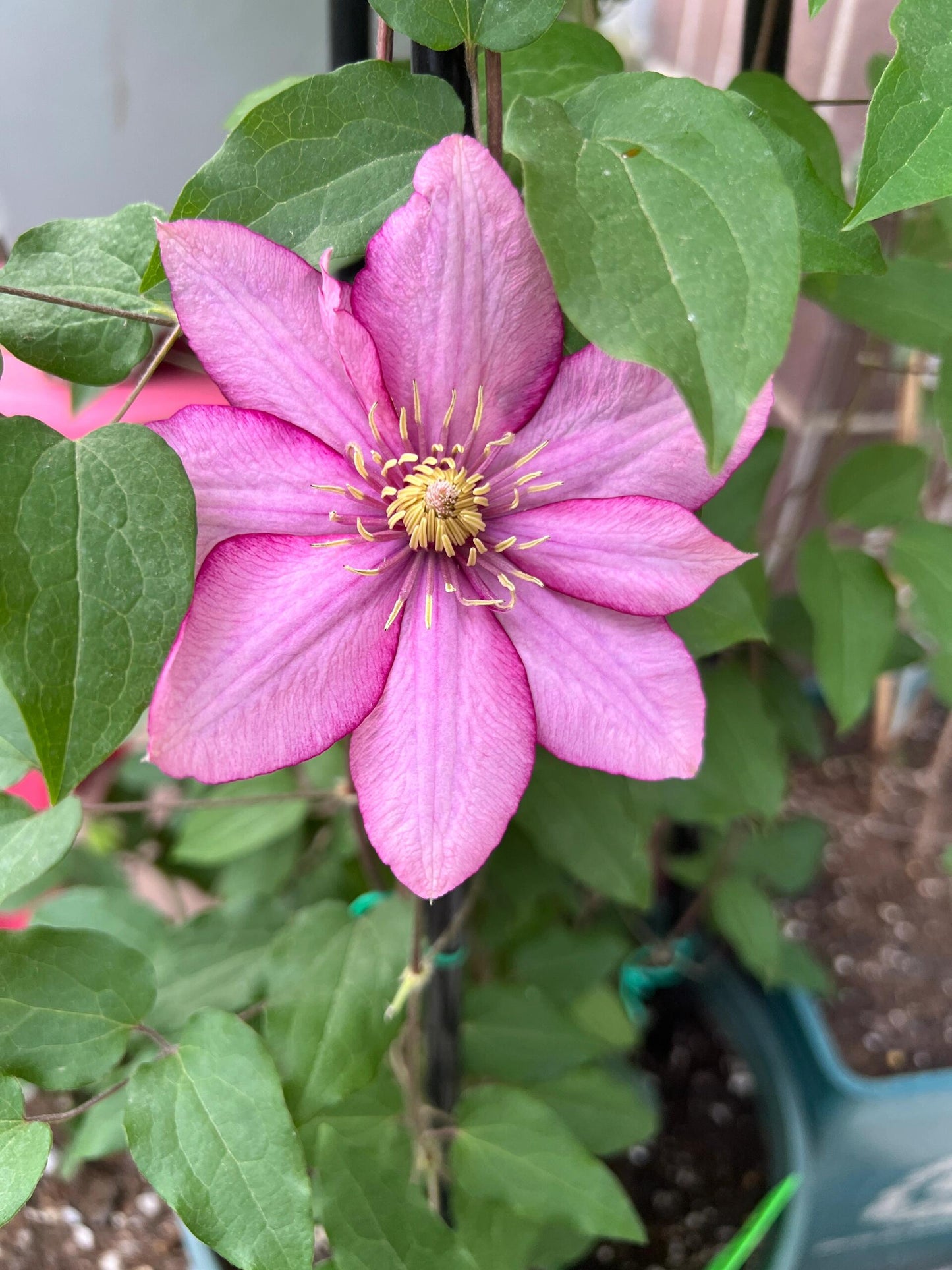 Clematis ‘’Paradiso| 天堂|帕拉迪索‘’