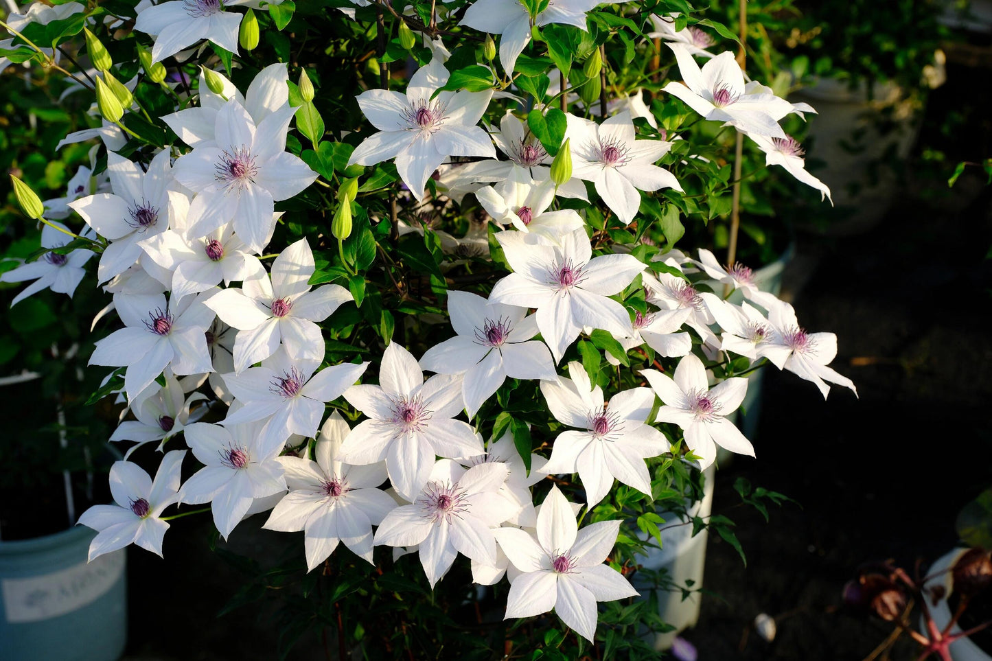 Clematis ''Haruyama|はるやま| 晴山/ 春天''