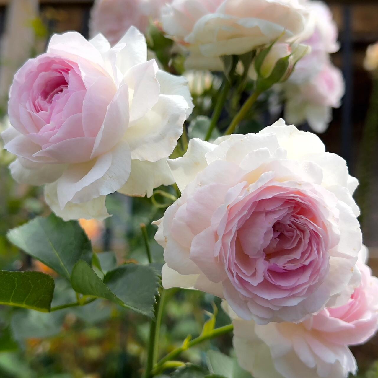 Rose【Vesalius】-1.5 Gal OwnRoot LivePlant|Prolific Bloomer|Abundant Blooms|Strong Fragrance|萨维里|Bun-shaped Petals|Tall Growth|Upright Habit