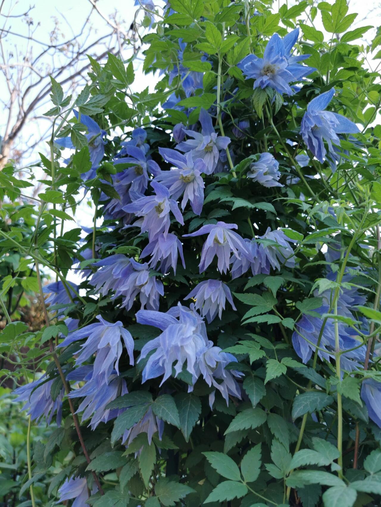 Clematis ‘’Maidwell Hall|梅德维尔‘’