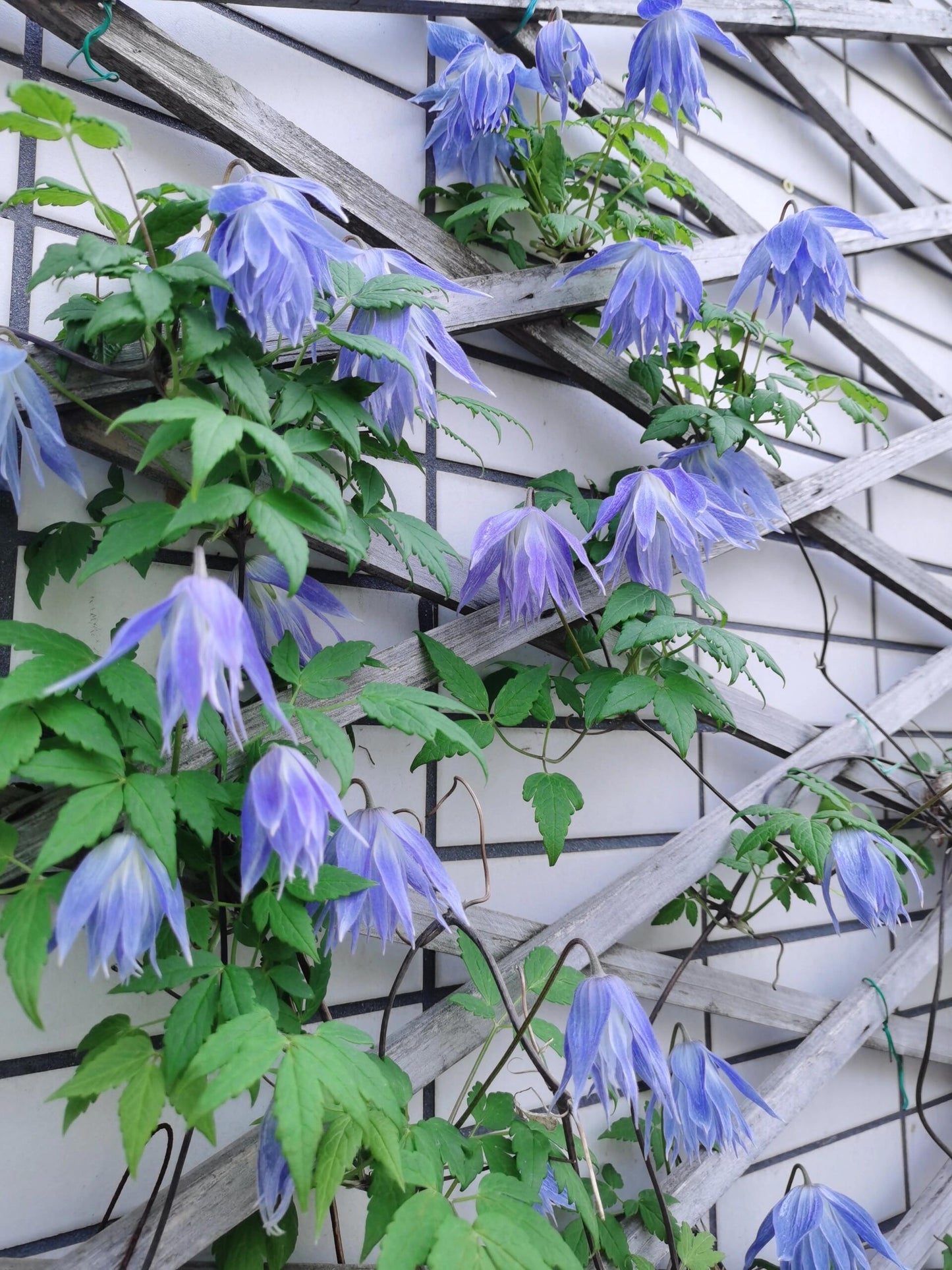 Clematis ‘’Maidwell Hall|梅德维尔‘’