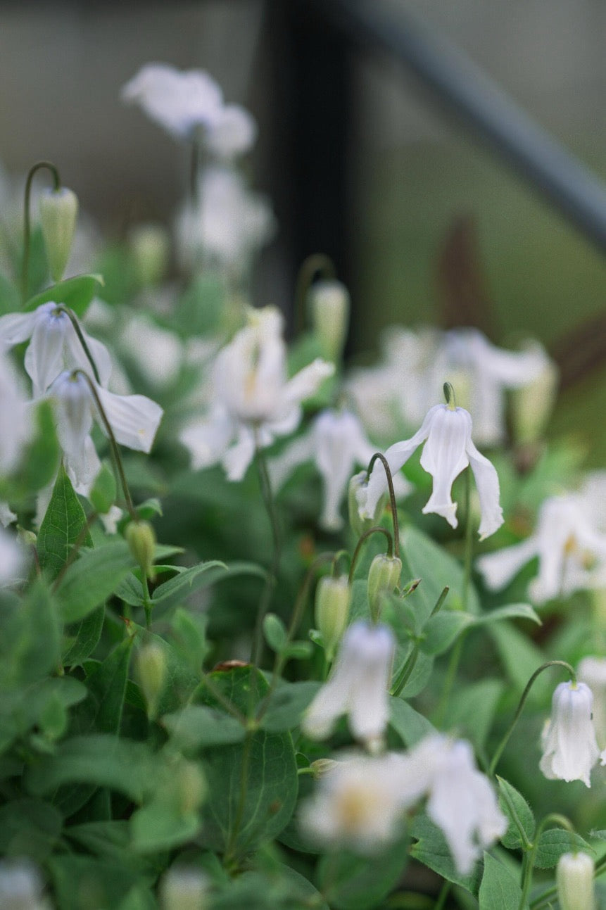 Clematis ''Twinkle| 闪烁''