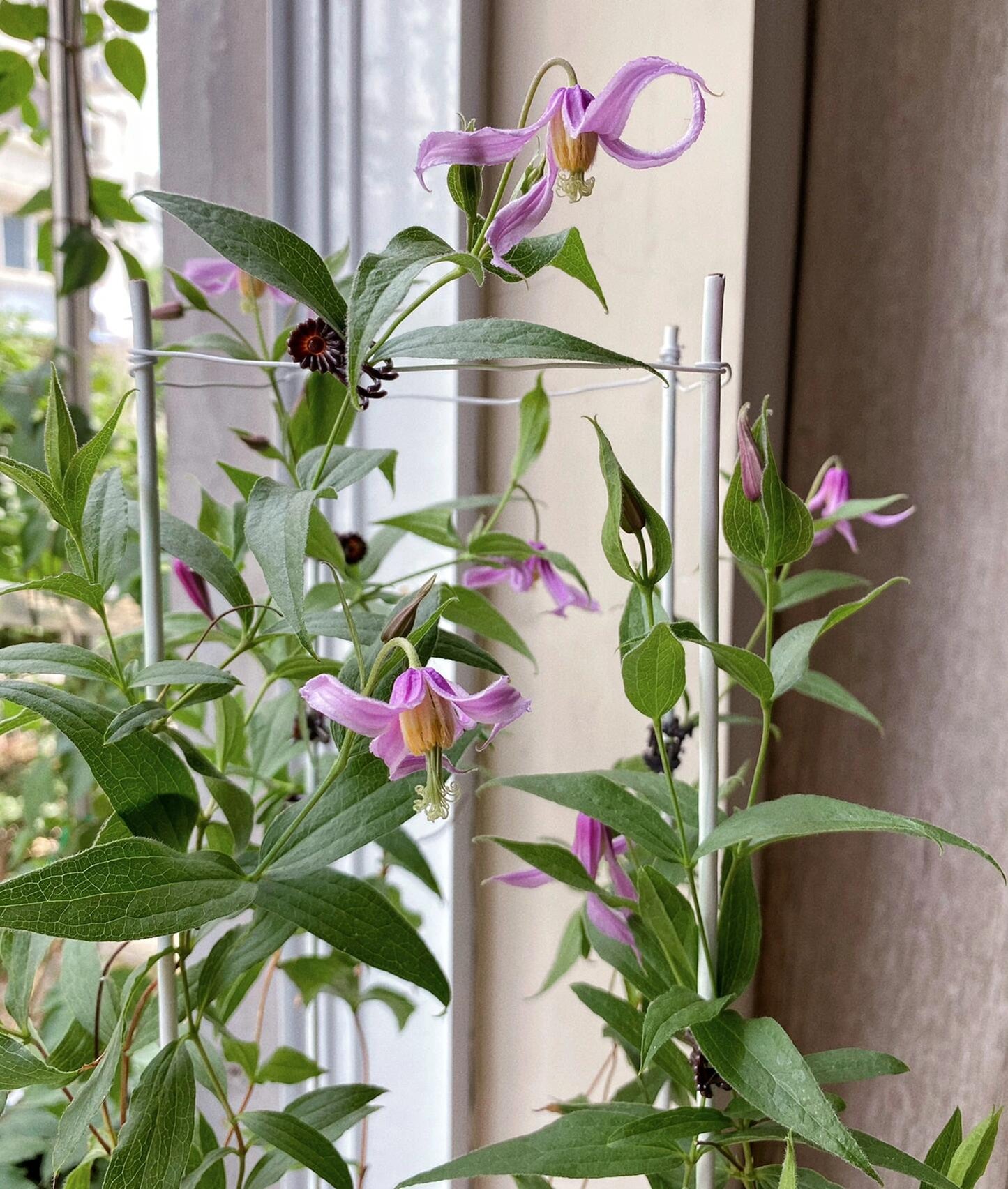 Clematis ‘’Hanajima|はなじま|花島|花岛‘’