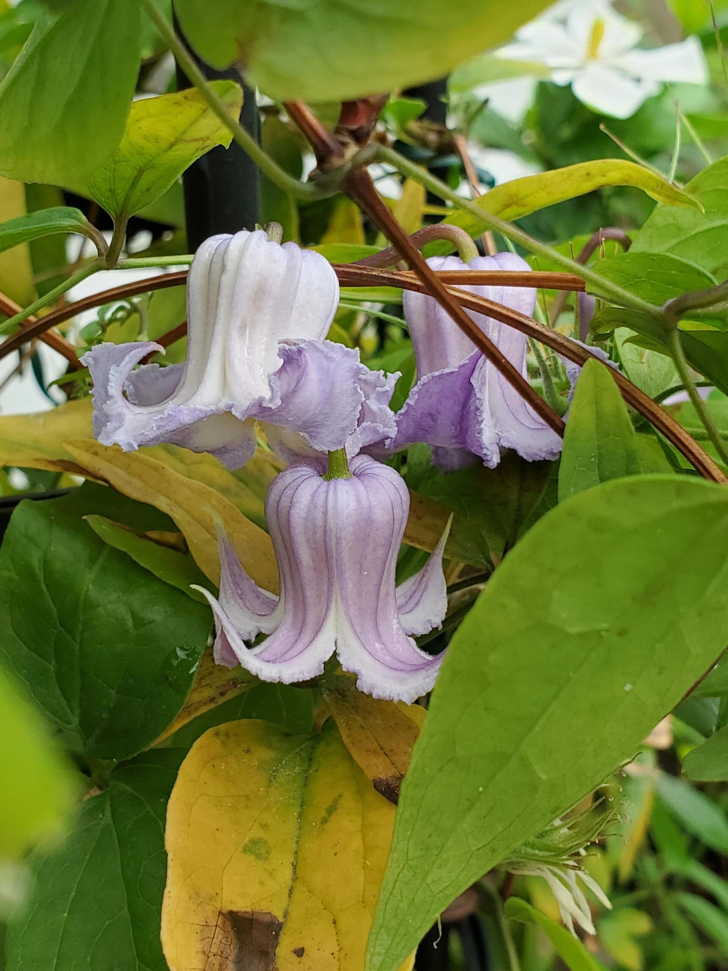 Blue Octopus Clematis ‘’クリスパ・エンジェル| Crispa Angel| 克里斯帕天使| タコクレマチス‘’