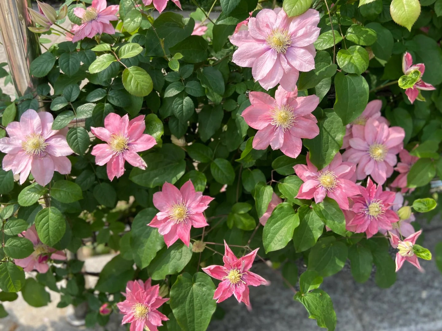 Clematis ‘’Little Mermaid | 小美人鱼‘’