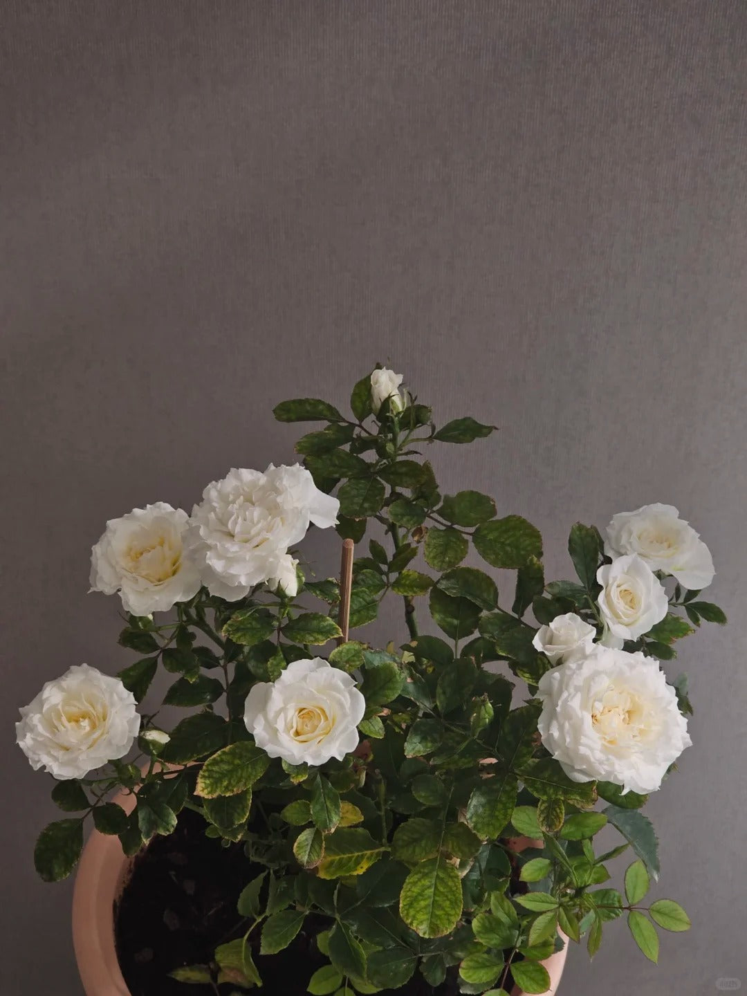 Rose‘ Ice Cream Terrazza’ 冰淇淋阳台