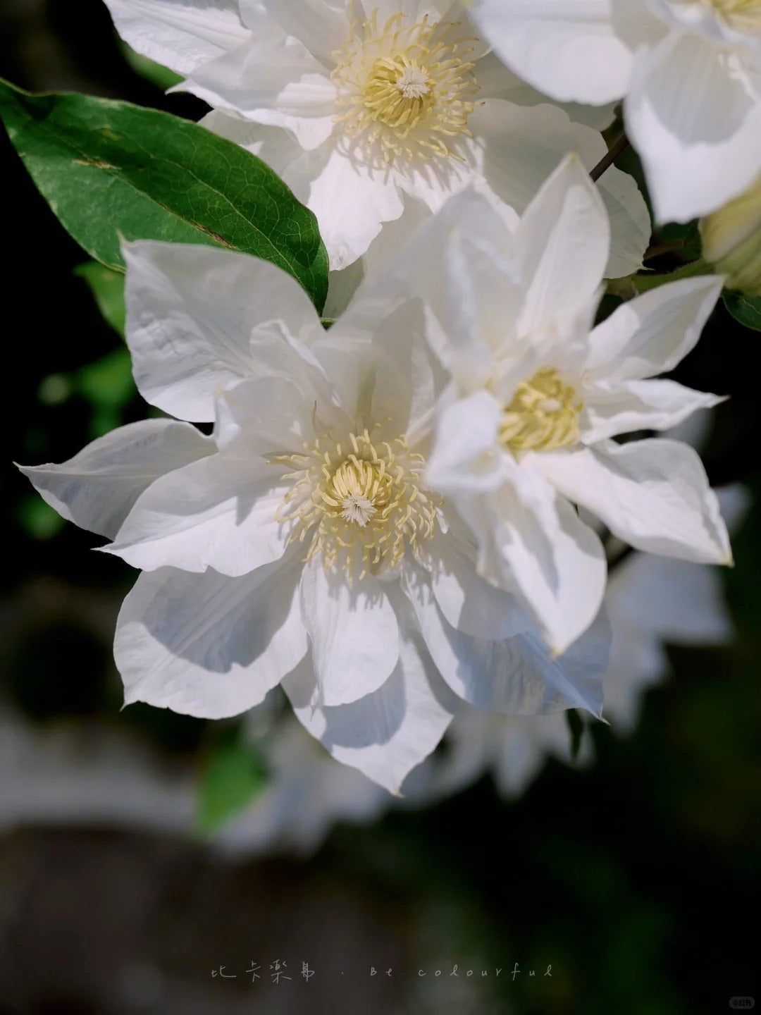 Clematis ’ Isago | 伊萨哥