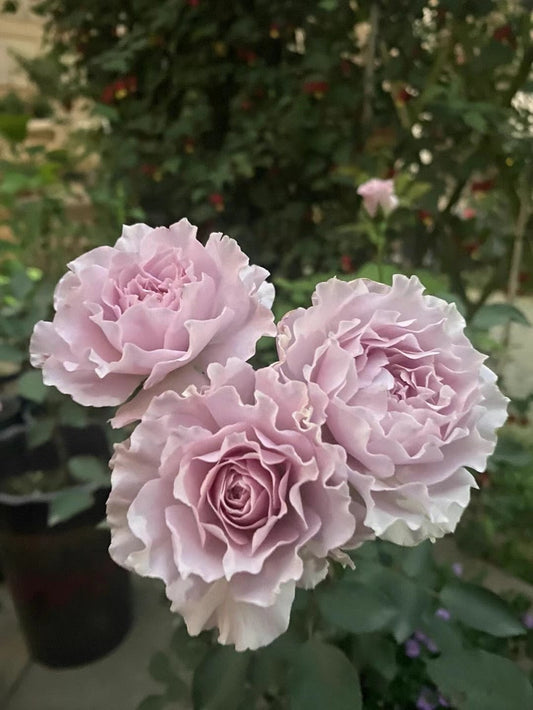 Rose ' Libellula | リベルラ | 蜻蜓 '