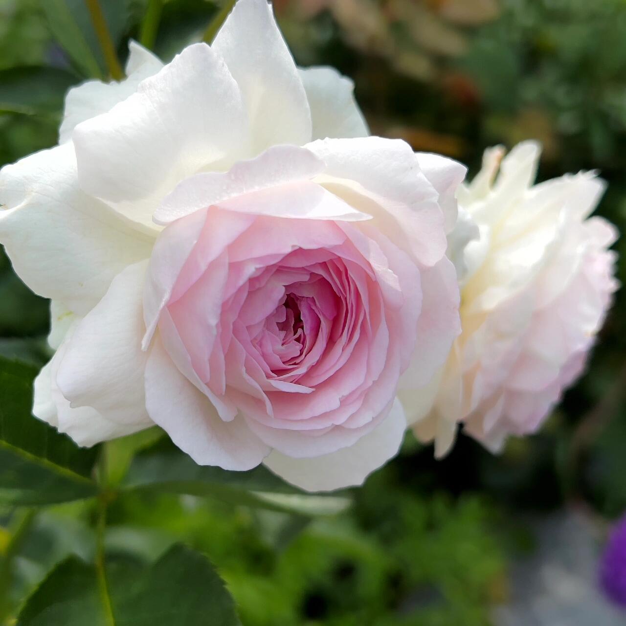 Rose【Vesalius】-1.5 Gal OwnRoot LivePlant|Prolific Bloomer|Abundant Blooms|Strong Fragrance|萨维里|Bun-shaped Petals|Tall Growth|Upright Habit