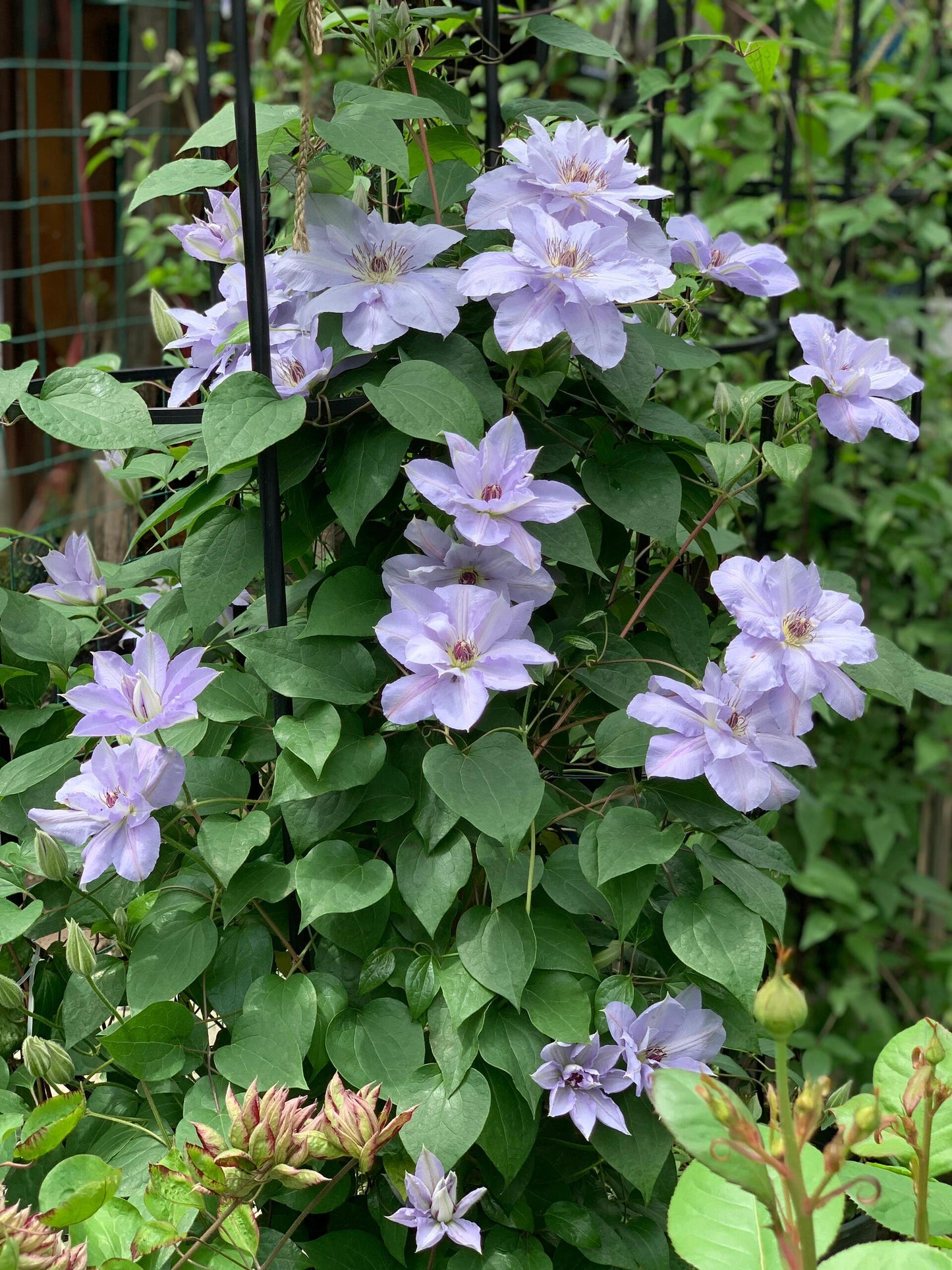 Clematis ‘’Blue Cotillion|蓝色龙沙舞‘’