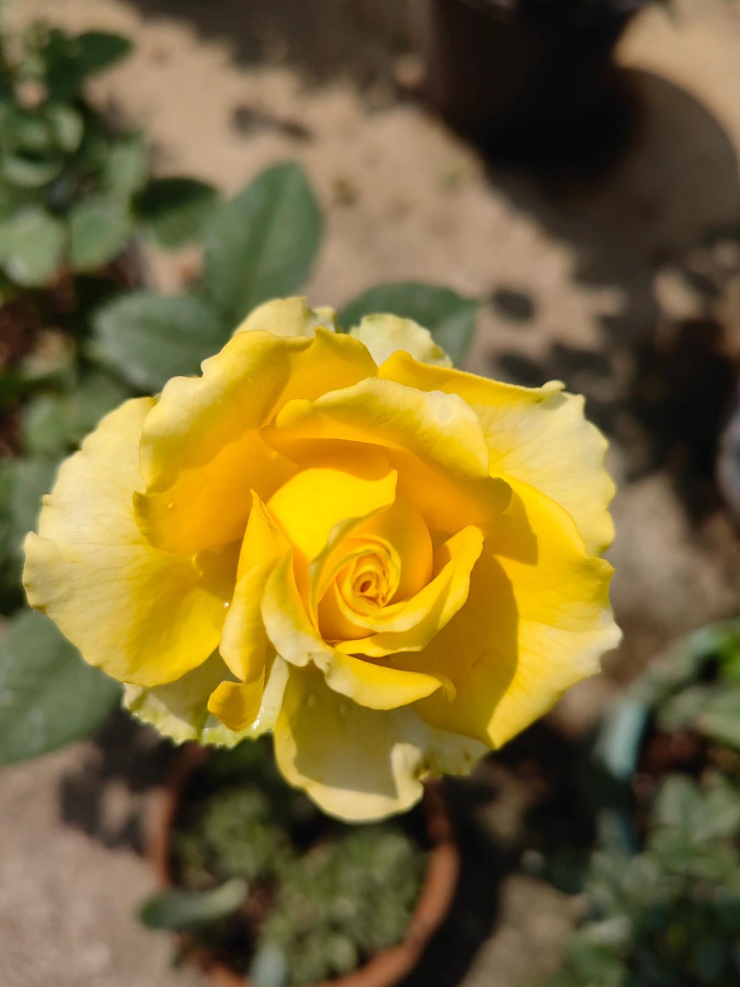 Rose ’ Shell| 贝壳