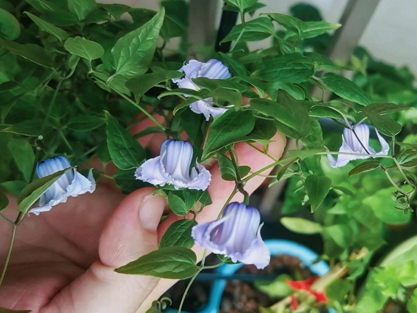 Blue Octopus Clematis ‘’クリスパ・エンジェル| Crispa Angel| 克里斯帕天使| タコクレマチス‘’