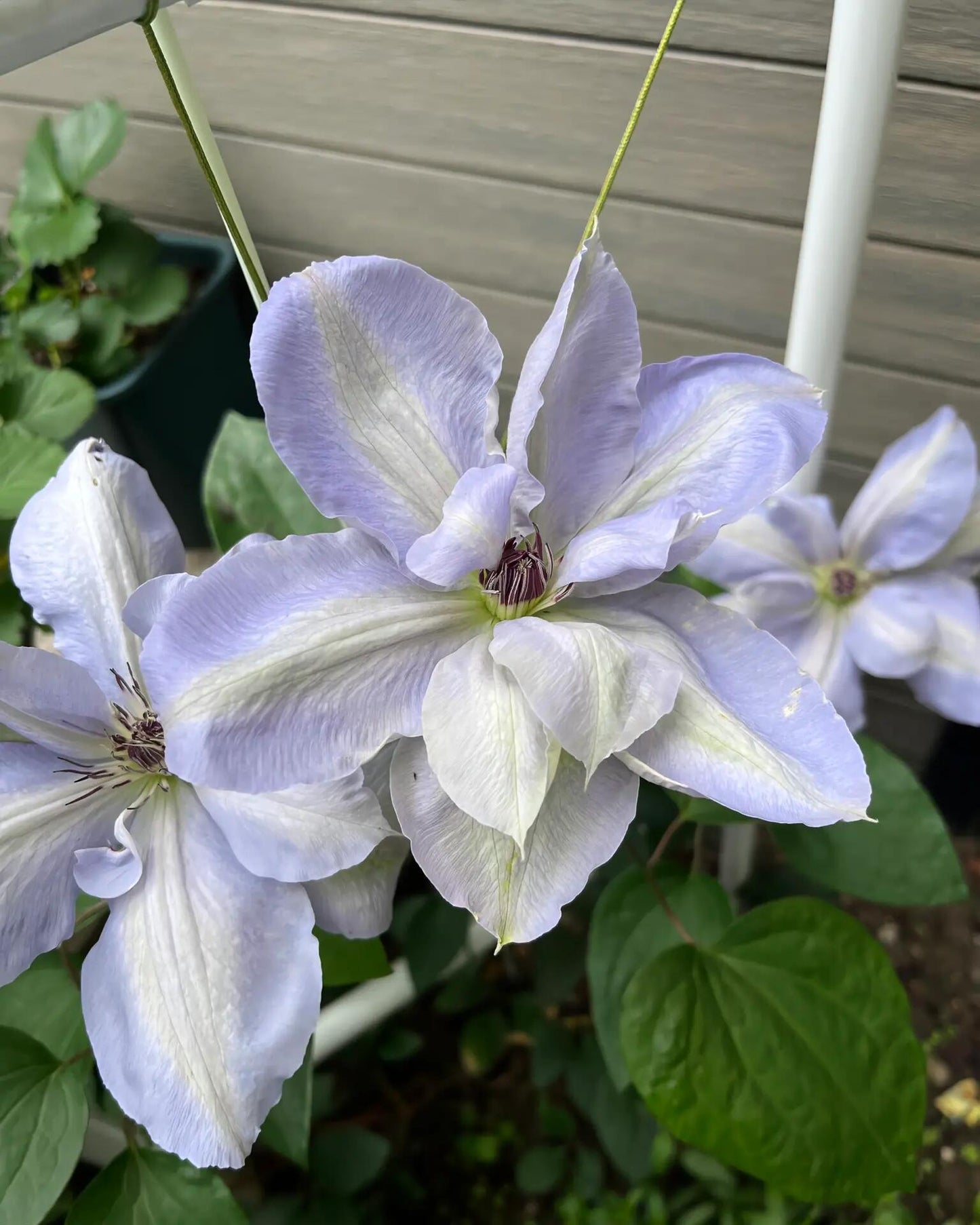 Clematis ‘’Blue Cotillion|蓝色龙沙舞‘’