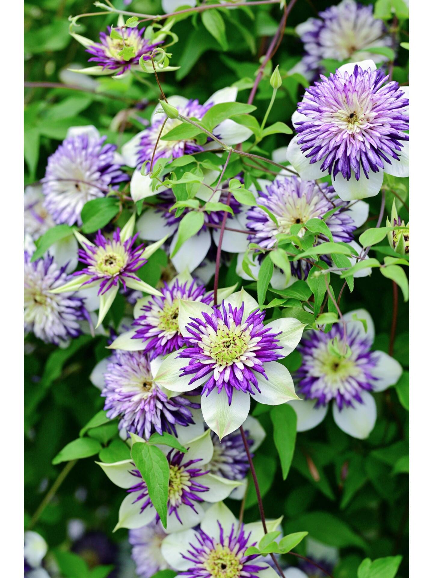 Clematis ‘’New Viennetta|千层雪| 新幻紫‘’