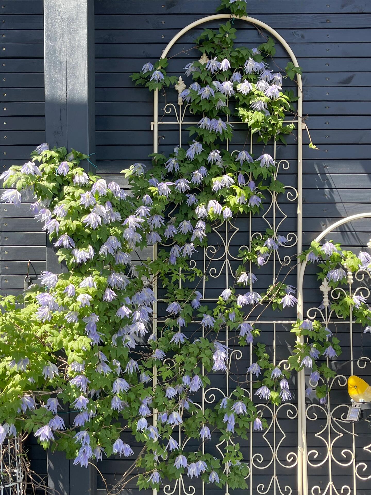 Clematis ‘’Maidwell Hall|梅德维尔‘’
