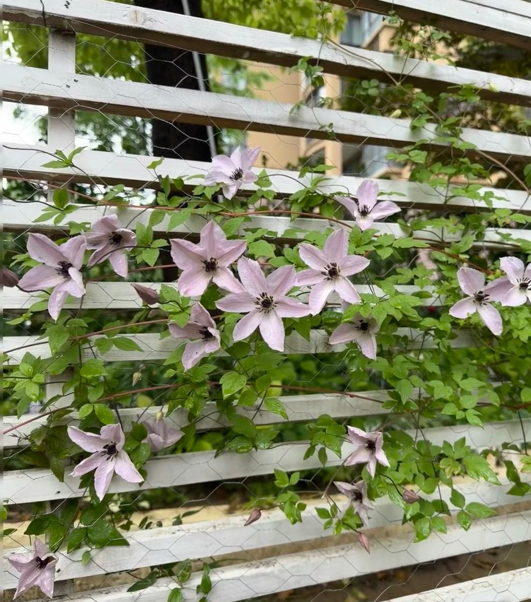 Clematis ‘’Fairy Dust| 仙尘‘’