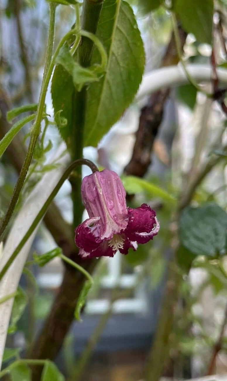 Clematis ‘’Princess Red| 绯红公主‘’