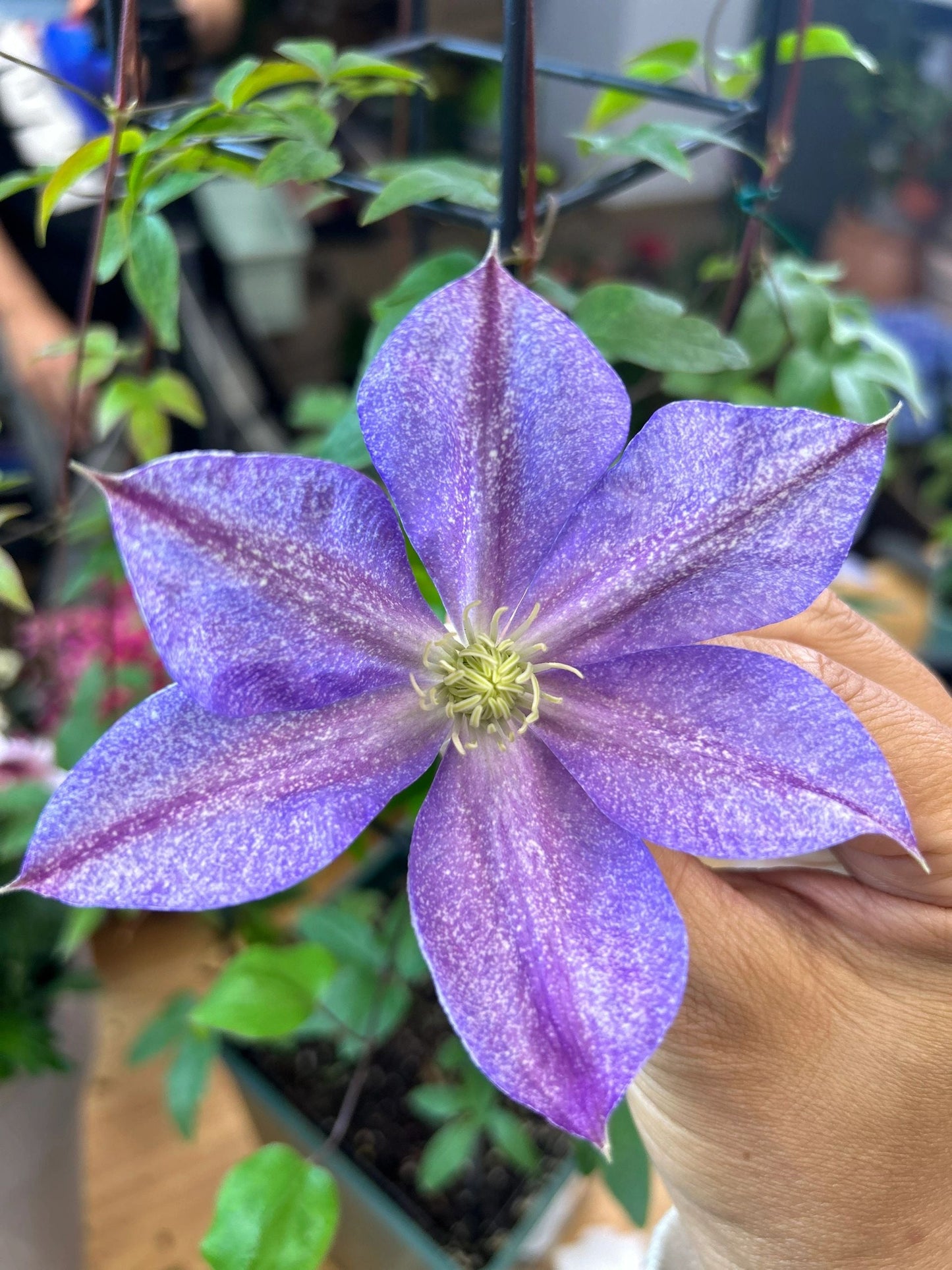 Clematis ''Chameleon |变色龙''