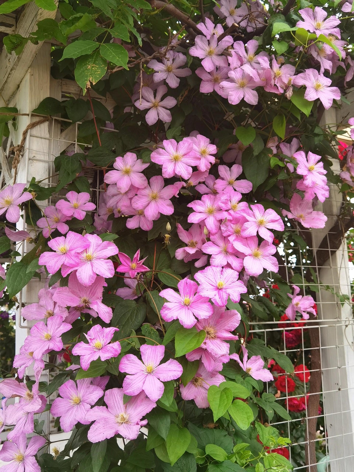 Clematis ‘’Comtesse de Bouchaud| 包查德 女侯爵‘’