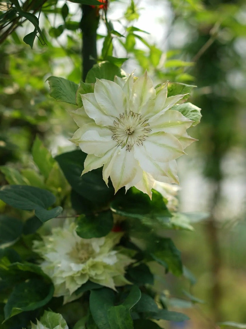 Clematis ‘’Midori |美登利 ‘’